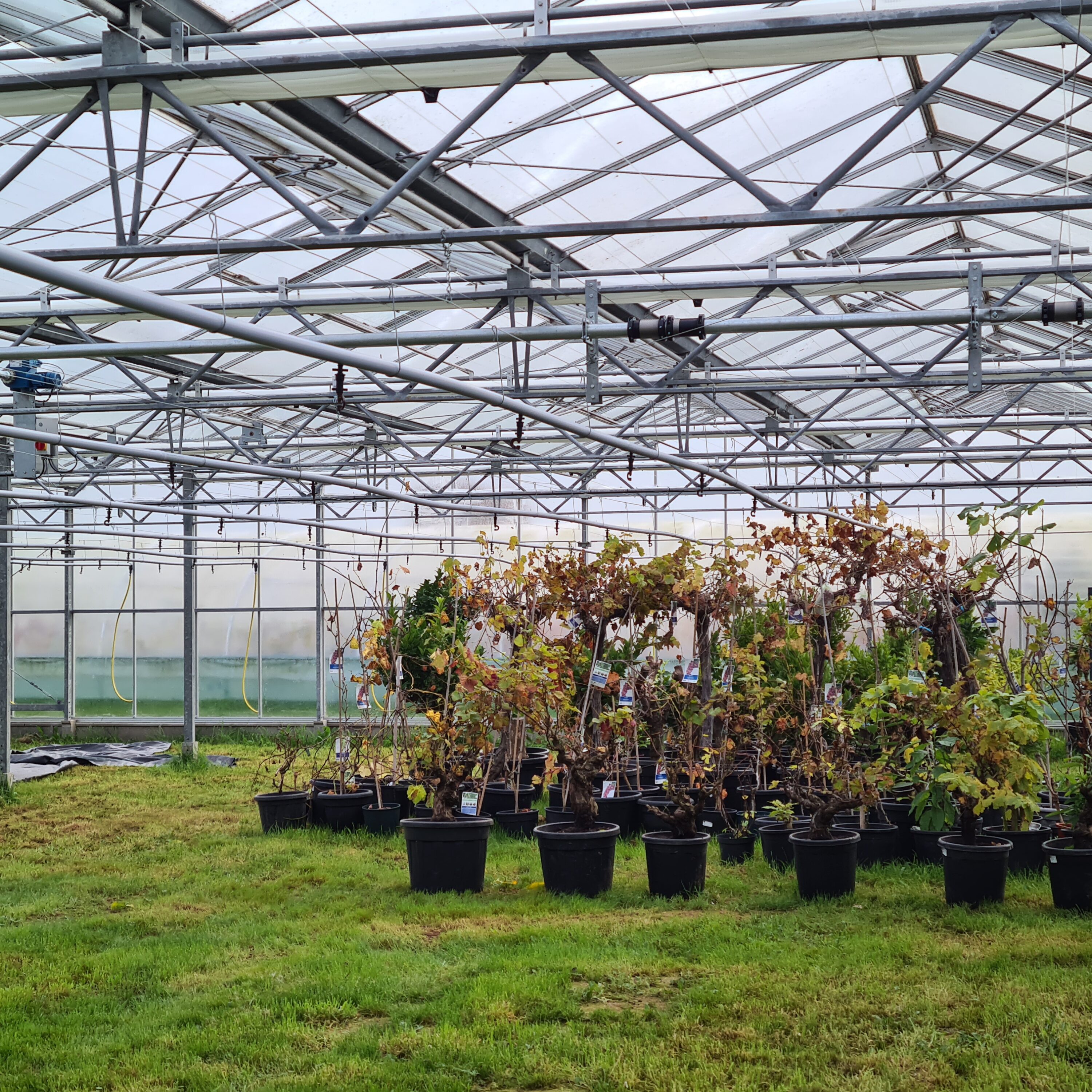 Sharief Healthcare – repurposed Venlo glasshouse installation