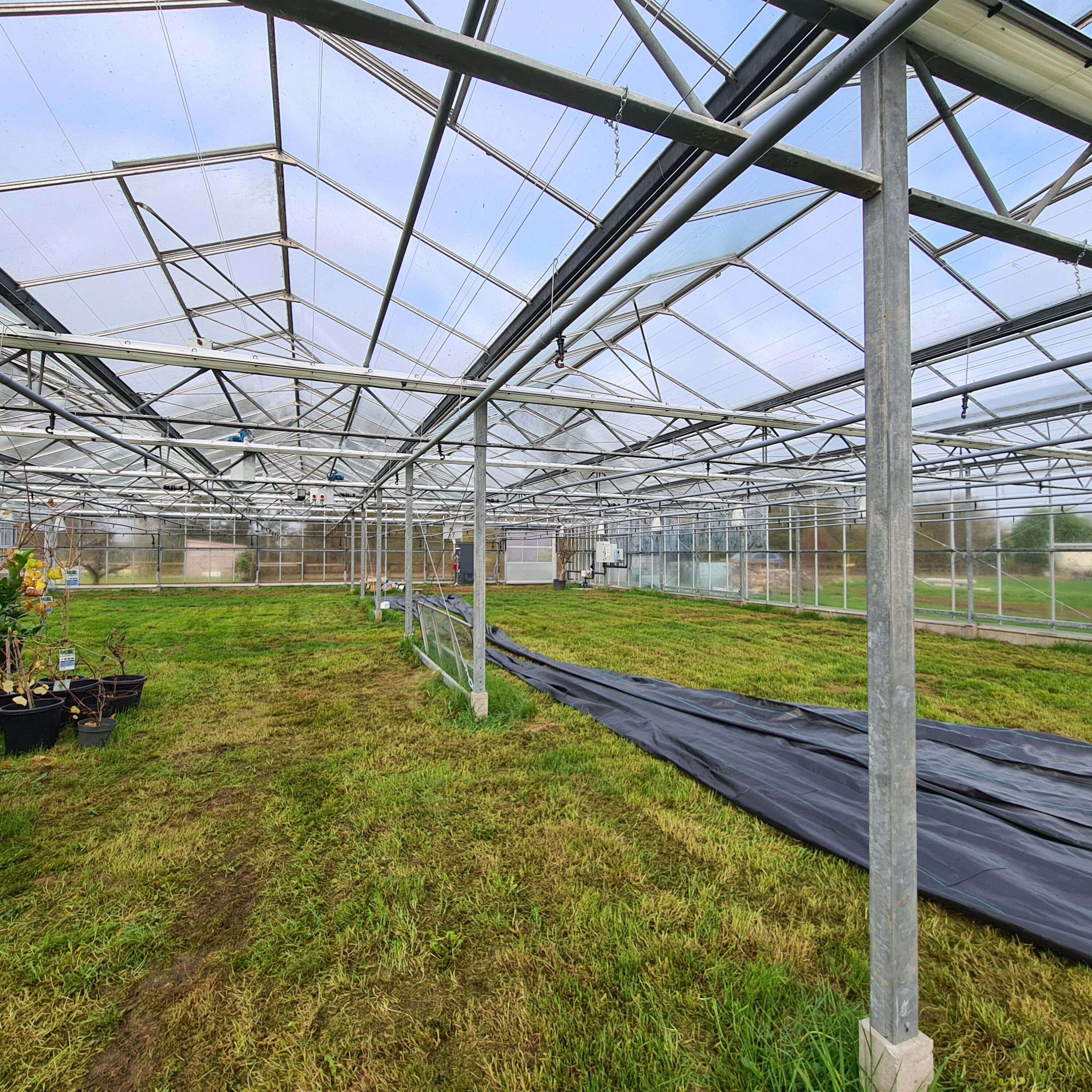 Sharief Healthcare – repurposed Venlo glasshouse installation